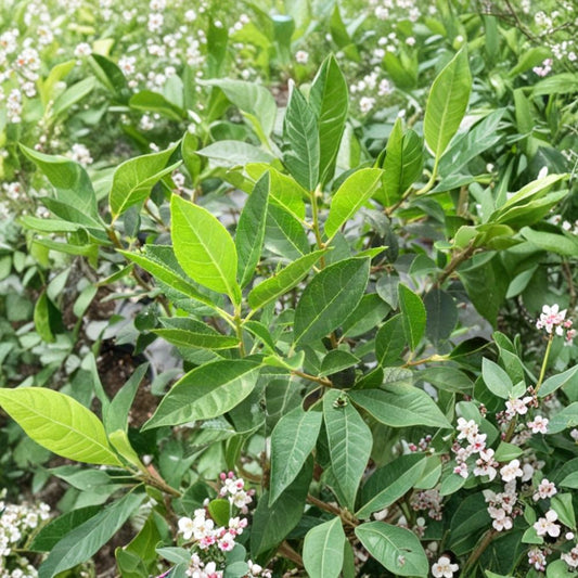 Live Male Pollinator Shrub – Southern Gentleman Winterberry Holly Ilex verticillata, 1 Gallon Pot