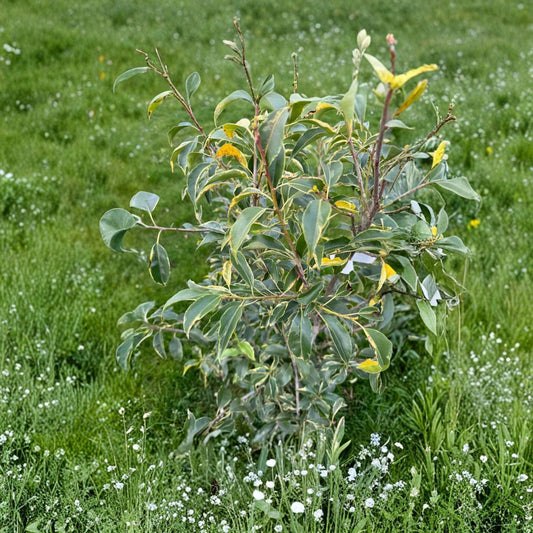 Ilex pedunculosa 'Frosty Morn' Variegated Holly Live Plant – Evergreen Shrub with Creamy White Foliage & Red Berries