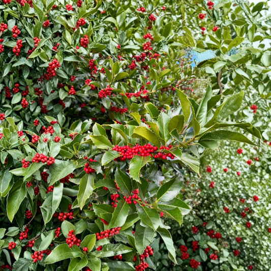 Live Holly Tree 1 Gallon Pot Ilex x koehneana Wirt L. Winn Koehne Evergreen Privacy Plant