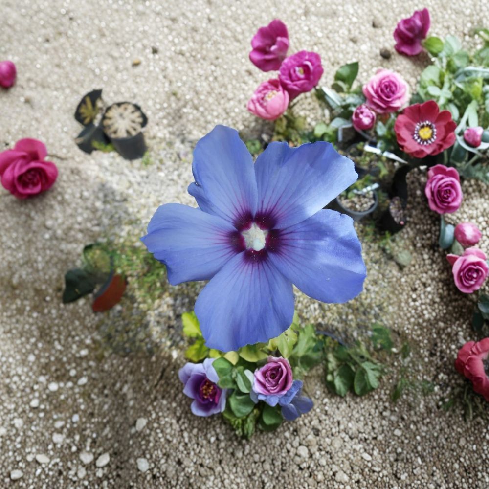 Bluebird Rose of Sharon Live Plant – Hibiscus syriacus, 2 Gallon Pot, Blue-Violet Summer Blooms, Hardy Flowering Shrub for Full Sun Gardens