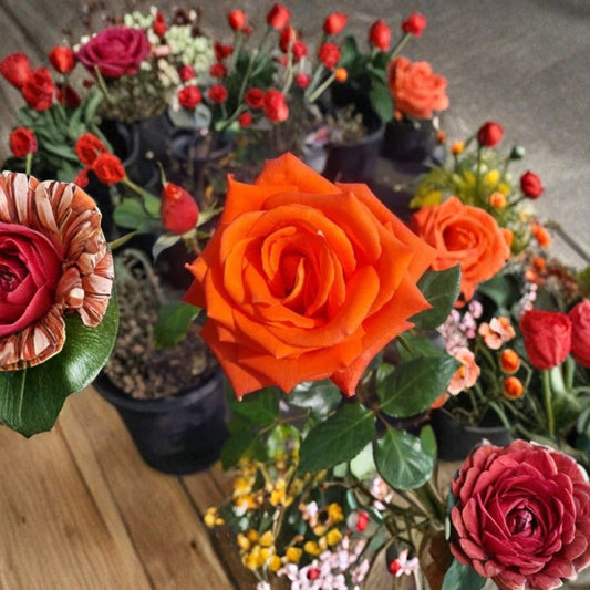 Marina Rose Floribunda Live Rose Bush 3 Gallon Salmon Orange Everblooming Garden Landscape Plant