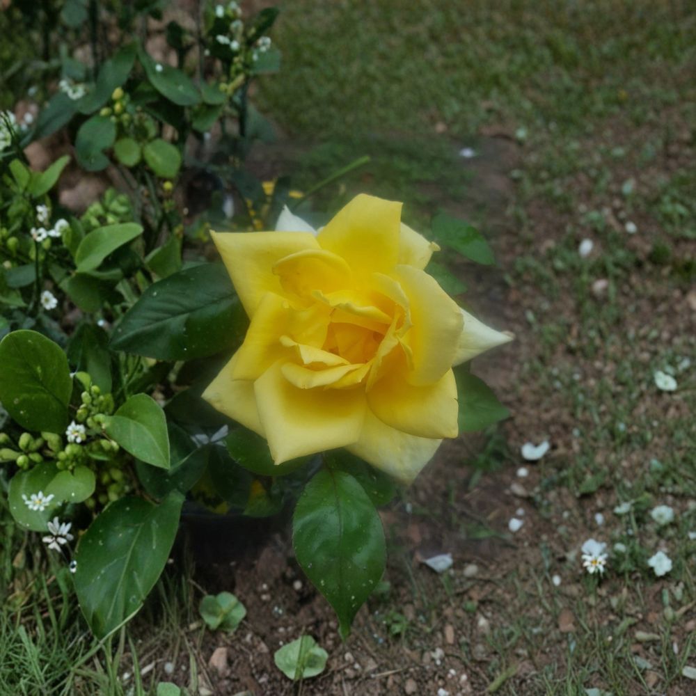 Oregold Grandiflora Rose – Yellow Live Bush Plant, 2 Gallon, Landscape Rose, Easy to Grow, Rosa x grandiflora