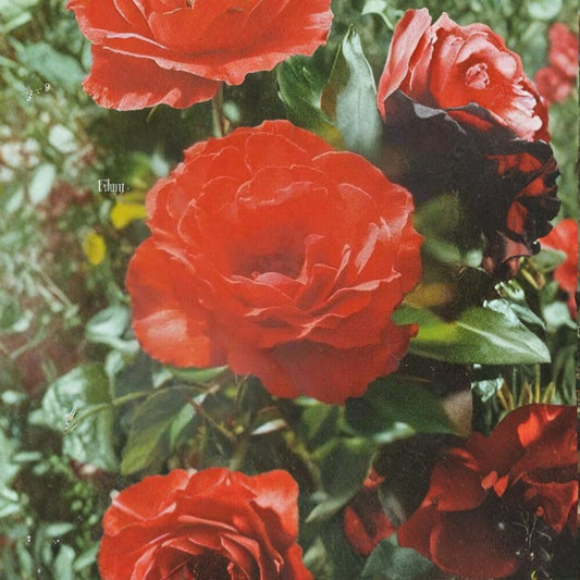Impatient Floribunda Rose – Orange Red Live Bush Plant, 3 Gallon, Vibrant Blooming Shrub, Garden & Landscape Favorite