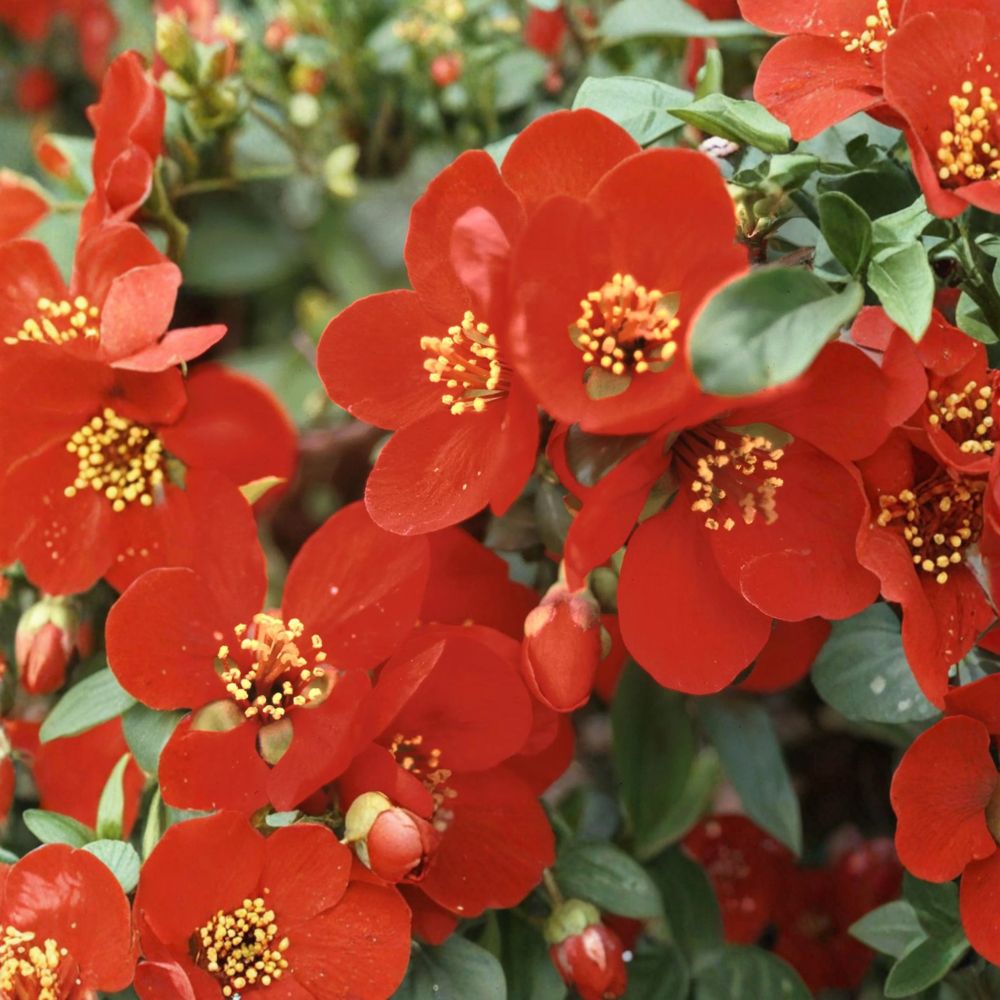 Red Flowering Quince Live Plant | 2 Gallon Pot | Crimson Red Spring Blooms | Hardy Ornamental Shrub | Chaenomeles x superba 'Crimson and Gold'