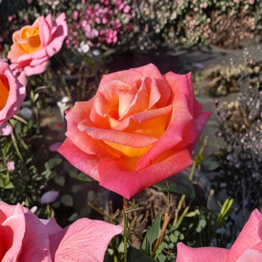 Mikado Hybrid Tea Rose – Scarlet Yellow Live Bush Plant – 3 Gallon Garden Rose with Root Ball – Easy to Grow, Colorful Flowering Plant