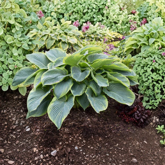 Hosta 'Wu La La' Live Starter Plant – 3 Inch Pot, Variegated Blue-Green Foliage, Shade Garden Favorite, Giant Hosta, Easy Care