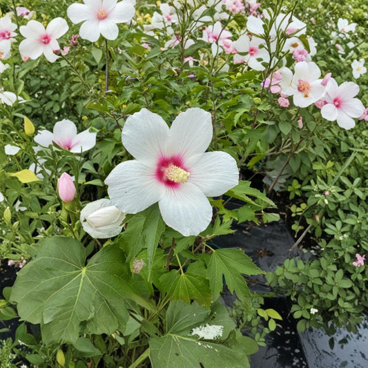 Lohengrin Rose of Sharon Live Plant – Lavender Pink Summer Blooms, Hardy Flowering Shrub, Hibiscus Hybrid, 2 Gallon Pot