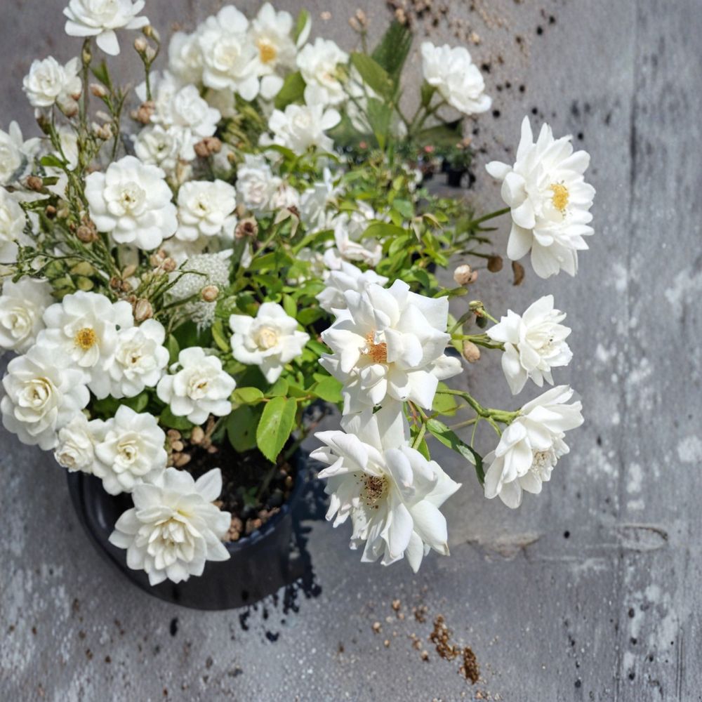 Iceberg Floribunda Rose – Pure White Live Bush Plant, 3 Gallon, Everblooming Flowering Shrub, Easy to Grow, Garden Landscape Plant