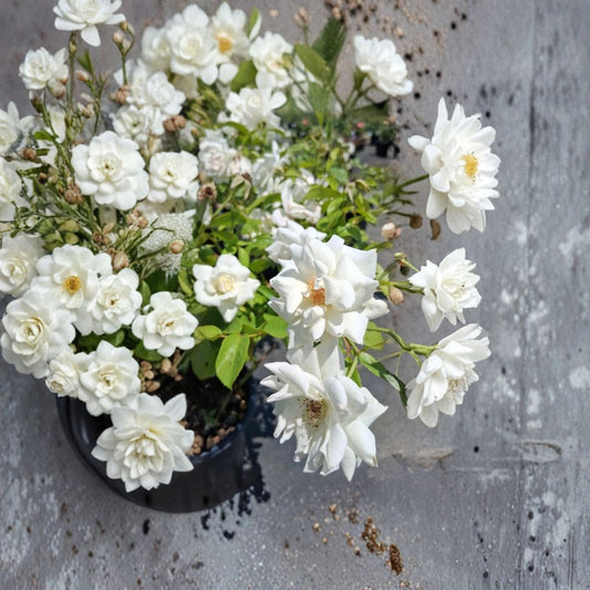 Iceberg Floribunda Rose – Pure White Live Bush Plant, 3 Gallon, Everblooming Flowering Shrub, Easy to Grow, Garden Landscape Plant