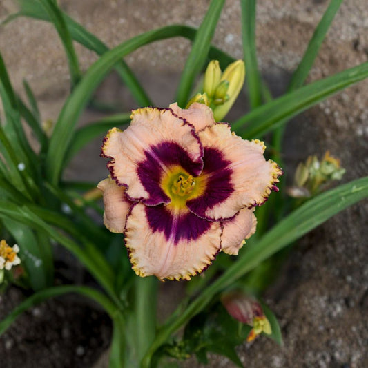 Hemerocallis 'Daring Deception' Daylily – 3 Bare Root Plants, Cream Pink Blooms with Purple Eye, Hardy Perennial Flower, Grade #1 Roots