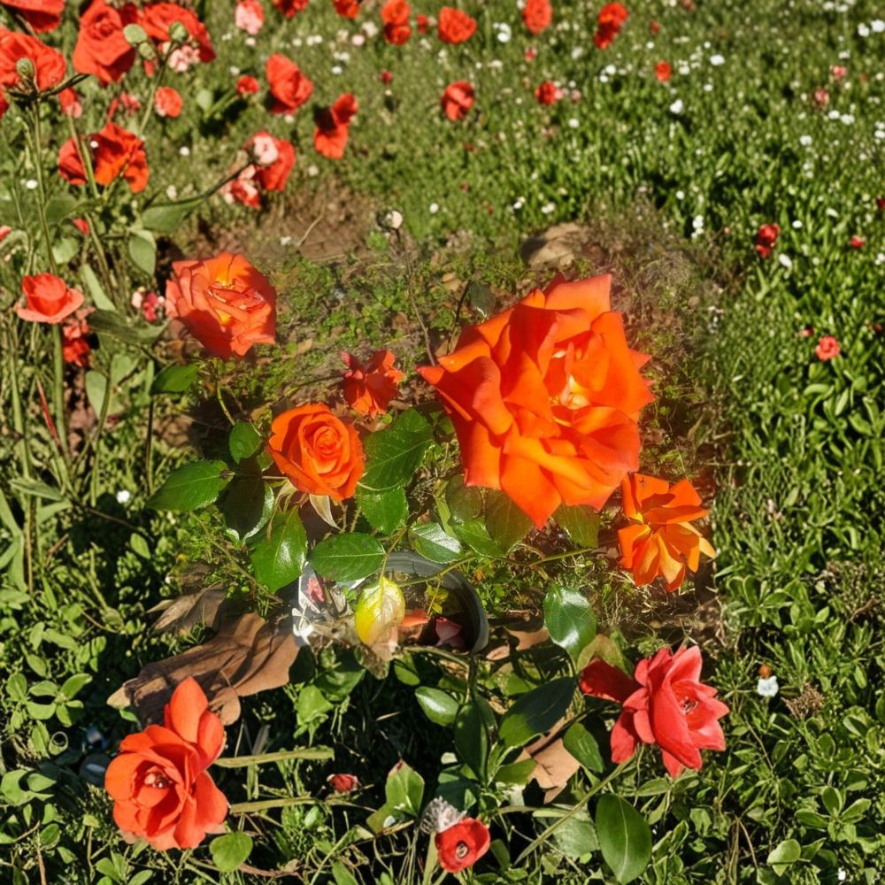 Floribunda Rose Bush – Marina Rose Salmon Orange Flowers – Live 5 Gallon Root-Wrapped Plant for Garden & Landscape