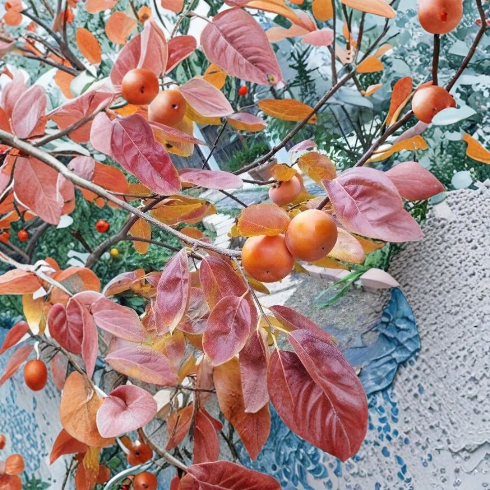 Fuyu Persimmon Tree – Live Fruit Tree with Healthy Roots, Sweet Orange Persimmons, Backyard Orchard, Diospyros kaki