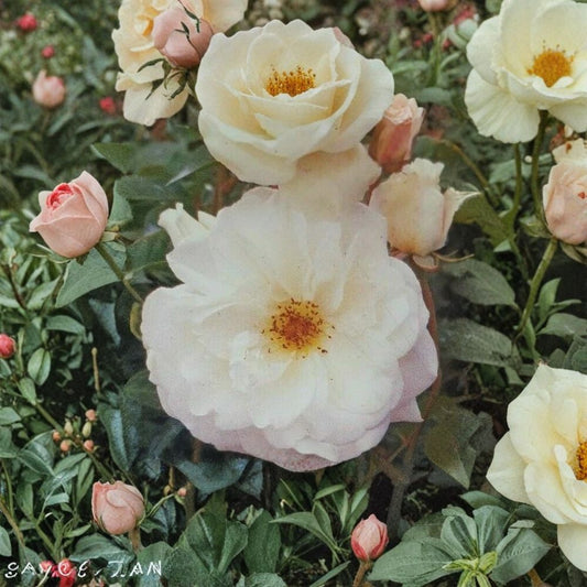 Iceberg Floribunda Rose – Pure White Live Bush Plant 1 Gallon, Everblooming Flowering Shrub, Easy to Grow, Root Ball Included