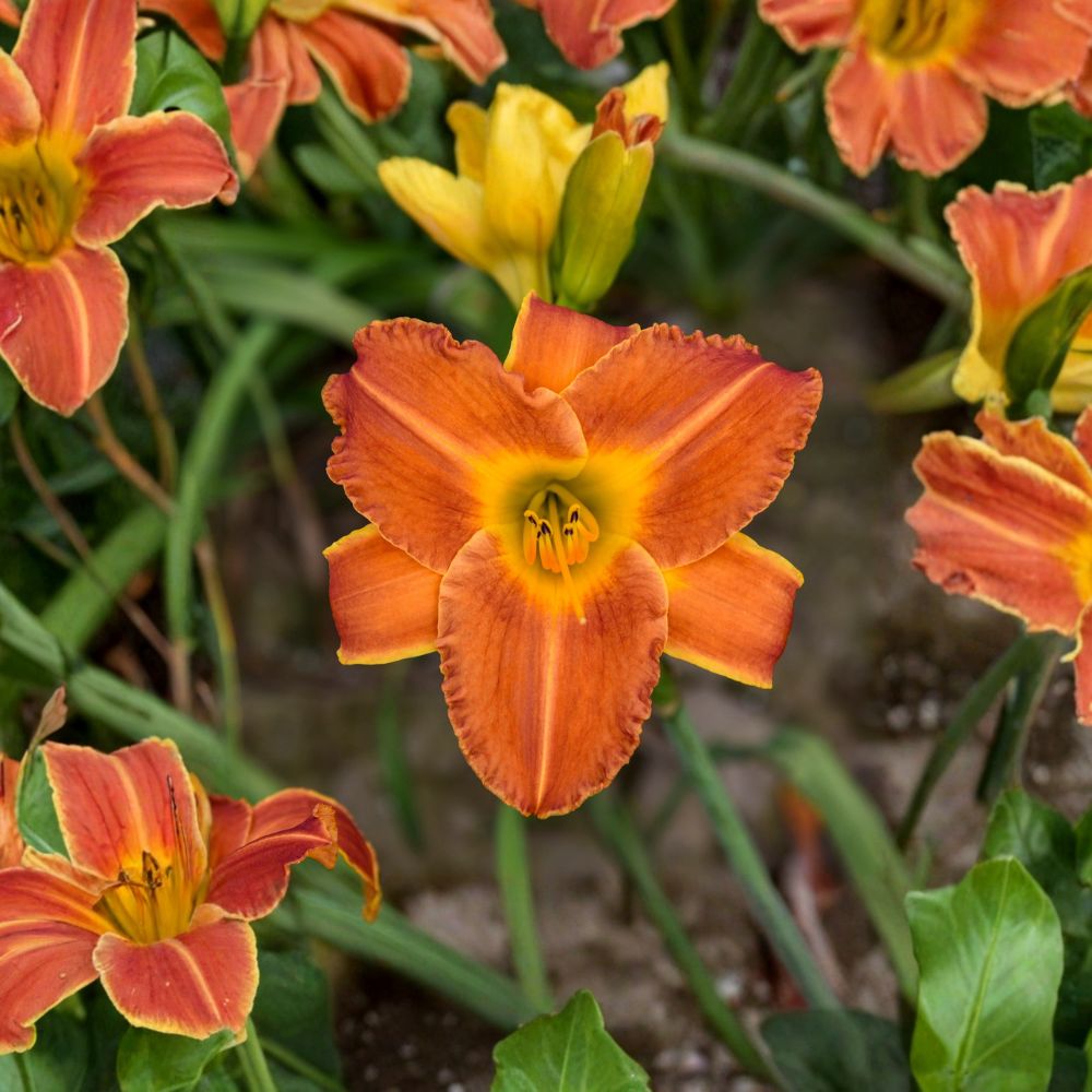 Daylily Bare Root Plants – Bright Sunset Fragrant Orange Blooms – Hardy Perennial Flower – Hemerocallis 'Bright Sunset'