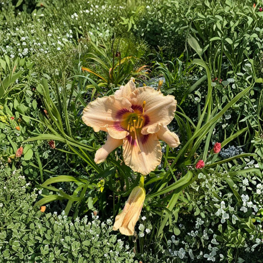 Hemerocallis 'Huckleberry Candy' Daylily – 3 Bare Root Plants, Vibrant Pink Blooms, Hardy Perennial, Easy to Grow