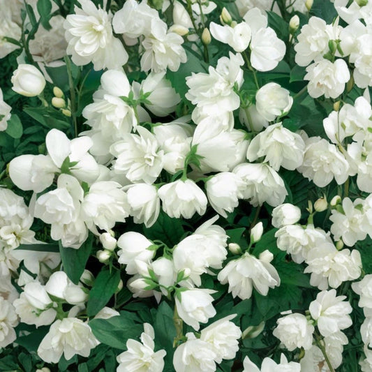Philadelphus 'Janet Reidy' Fragrant Mockorange Live Plant 2 Gallon Pot Double White Blooms Hardy Flowering Shrub