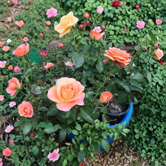 New Year Rose Live Plant – Rosa Grandiflora, 2 Gallon, Orange Blooms, Garden & Landscape Friendly