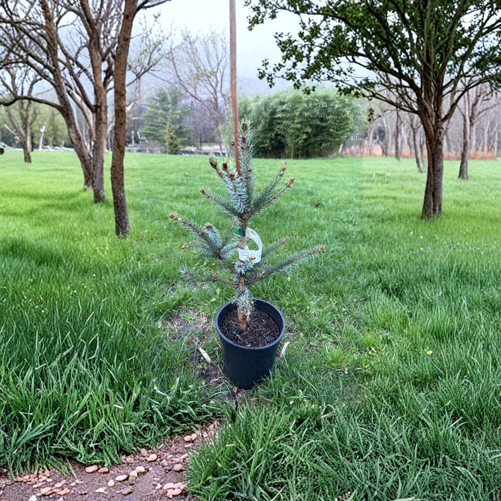 Bruns Serbian Spruce – Live Columnar Evergreen Tree | 12-Inch Picea omorika 'Bruns' | Small Garden or Container Plant