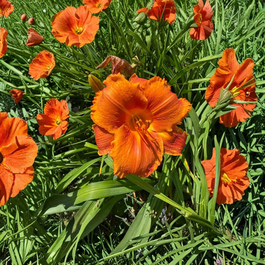 Hemerocallis 'Hot Wire' Daylily – 3 Bare Root Plants, Grade #1, Hardy Perennial Flower, Easy to Grow, Garden Favorite