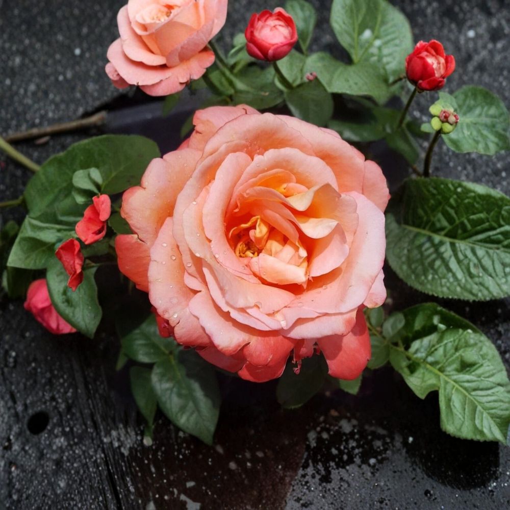 Voodoo Hybrid Tea Rose Live Plant – 5 Gallon Orange & Yellow Fragrant Blooming Garden Rose Bush