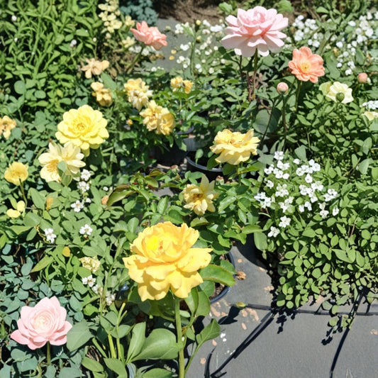 Julia Child Rose – Butter Gold Floribunda Live Bush Plant | 1 Gallon | AARS Award Winner | Garden Rose