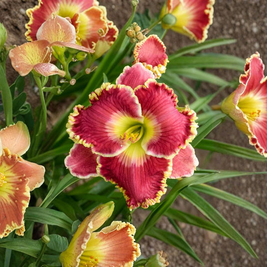 Hemerocallis 'Born to Run' Daylily – 3 Bare Root Plants Grade #1 Rosy Red Ruffled Blooms Hardy Perennial Flower for Summer Garden