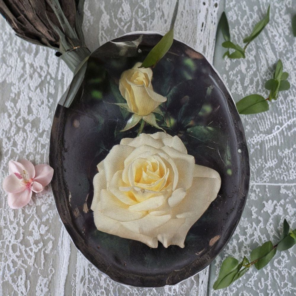 John F. Kennedy Hybrid Tea Rose – Pure White Live Bush Plant – 5 Gallon Size with Root Ball – Elegant Garden Rose for Landscaping