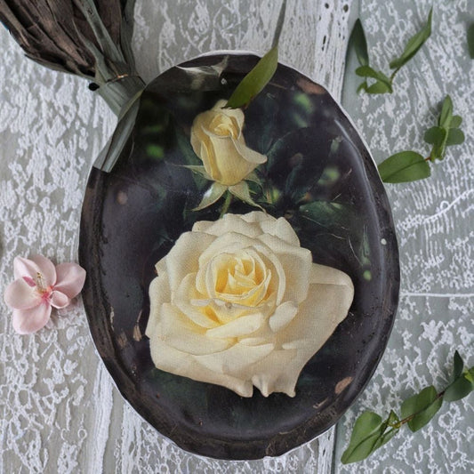 John F. Kennedy Hybrid Tea Rose – Pure White Live Bush Plant – 5 Gallon Size with Root Ball – Elegant Garden Rose for Landscaping