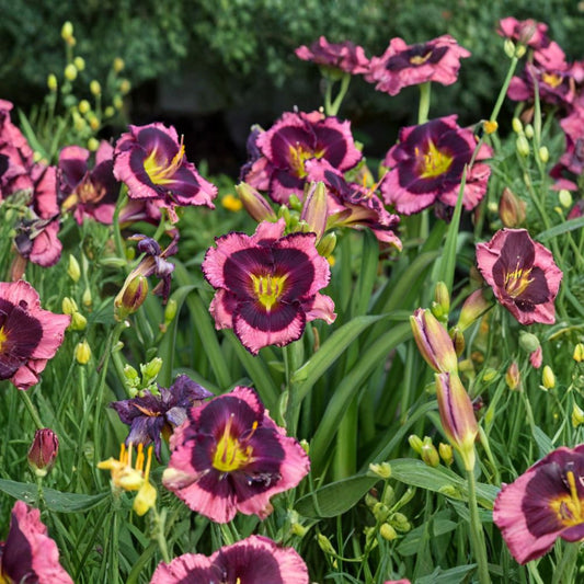 Hemerocallis 'Storm Shelter' Daylily – 3 Bare Root Plants, Mauve Flowers with Purple Eye, Tetraploid Perennial, Hardy Garden Favorite