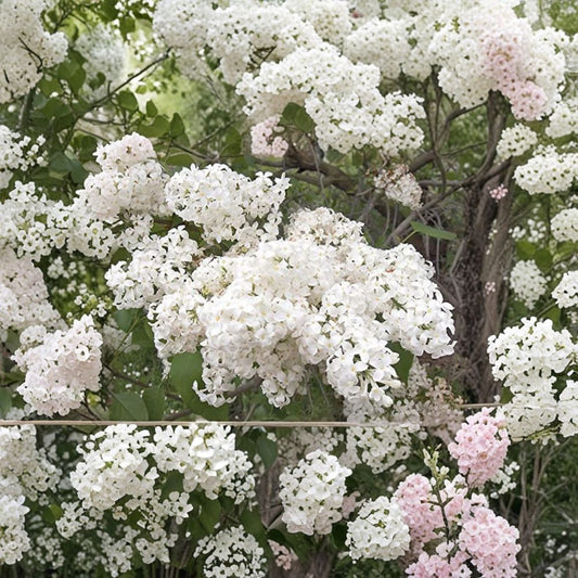 Lilac Live Plant 1-Gallon Pot Syringa x oblata 'Betsy Ross' Fragrant White Blooms Hardy Flowering Shrub
