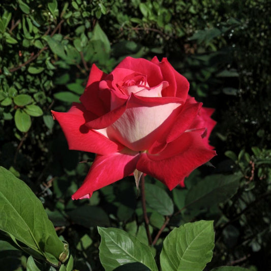 Love Rose Plant – Rosa Grandiflora Live Plant in 2 Gallon Pot with Fragrant Ruby Red & White Blooms for Garden & Landscape