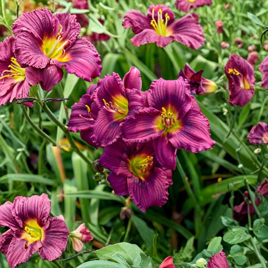 Hemerocallis 'Little Grapette' Daylily – 3 Bare Root Plants, Miniature Purple Blooms, Hardy Perennial, Compact Garden Flower