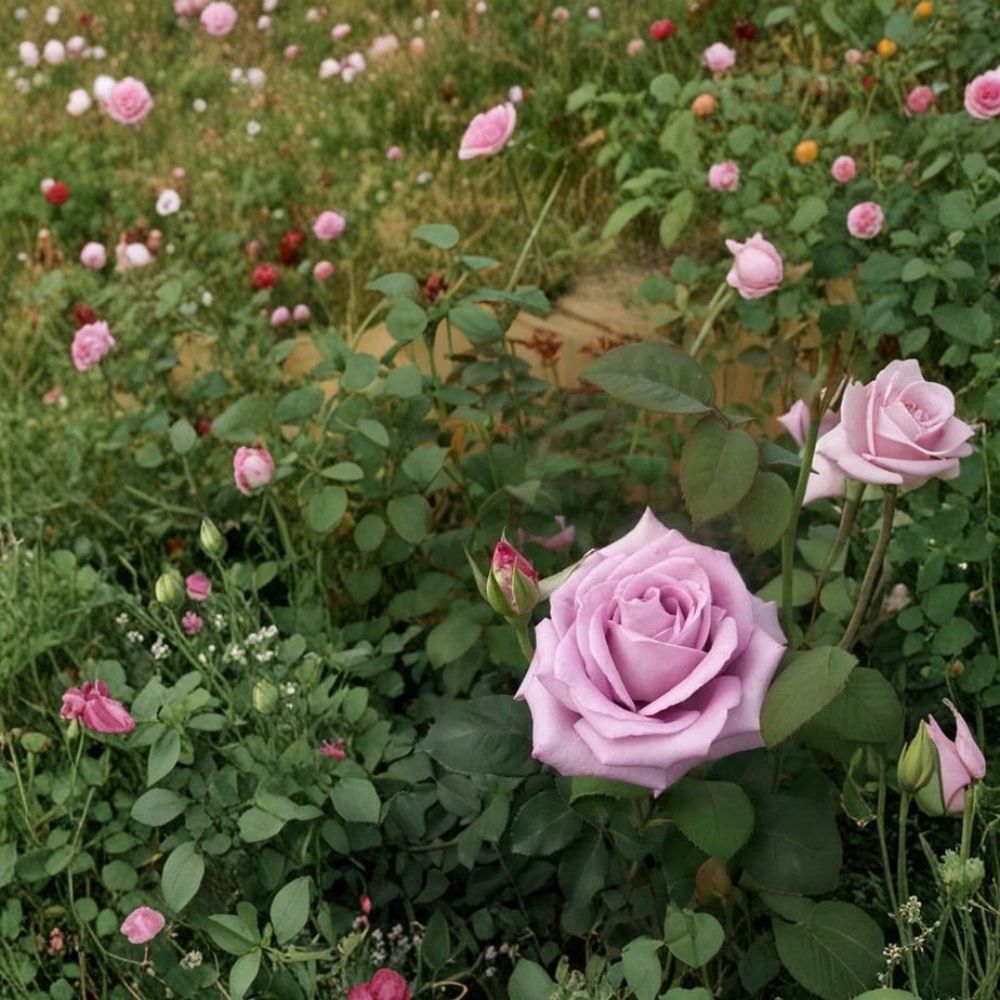 Blue Girl Rose – Mauve Lavender Hybrid Tea Bush Plant | 2 Gallon Live Plant with Root Ball | Elegant Garden Favorite