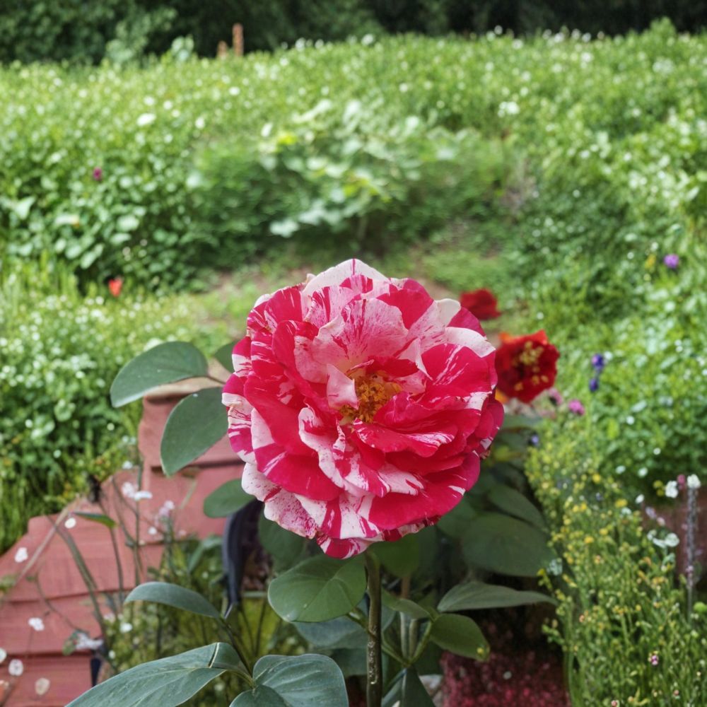 Scentimental Floribunda Rose – 2 Gallon Live Bush Plant with Double Blooms, Striped Fragrant Rose, Easy to Grow, Root Ball Included