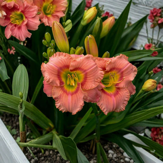 Hemerocallis 'Elegant Candy' Daylily – 3 Bare Root Plants, Fragrant Pink Blooms, Red Eye, Hardy Perennial Flower, Grade #1 Roots