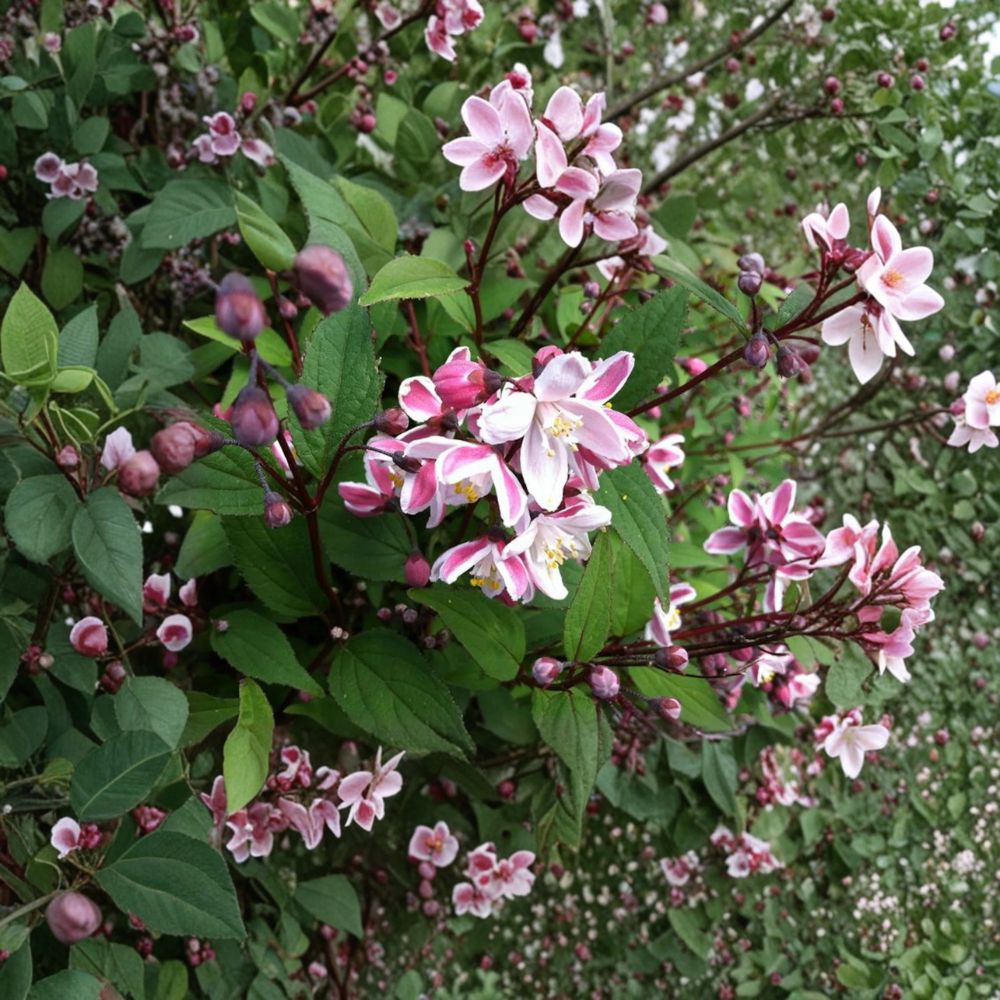 Deutzia crenata Nikko Blush Live Plant 12 Inches Tall Compact Shrub Soft Pink Spring Blooms 1 Gallon Pot