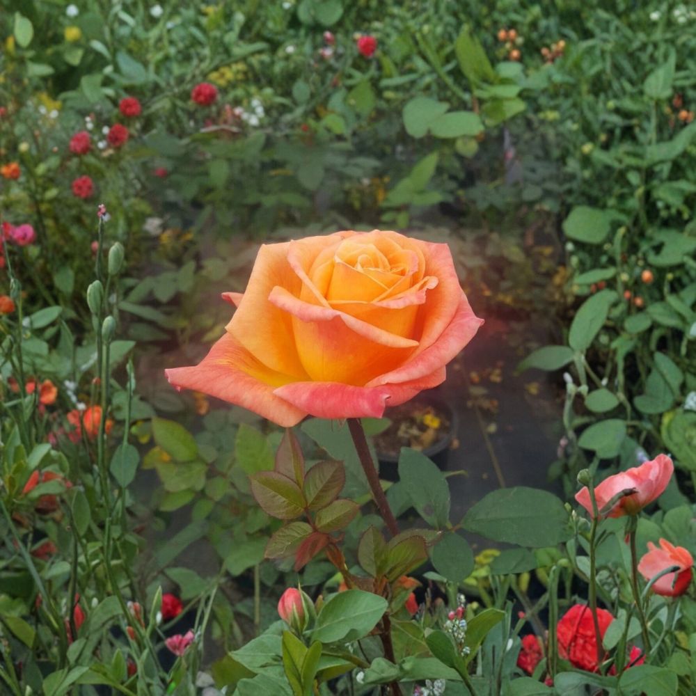 Arizona Rose Rosa Grandiflora Live Plant – 2 Gallon Garden & Landscape Rose with Orange Yellow Blooms