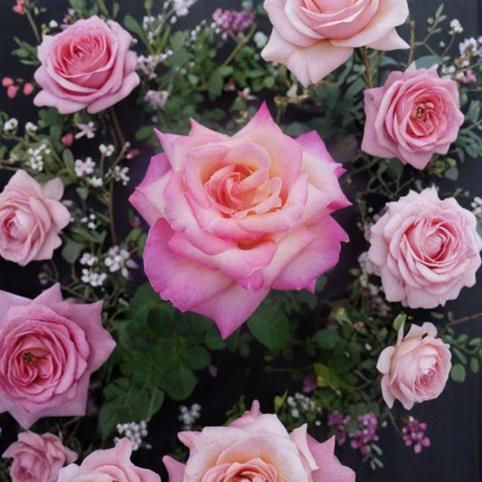Kordes Perfecta Rose – Hybrid Tea Live Plant 1 Gallon Cream Pink Everblooming Rosa