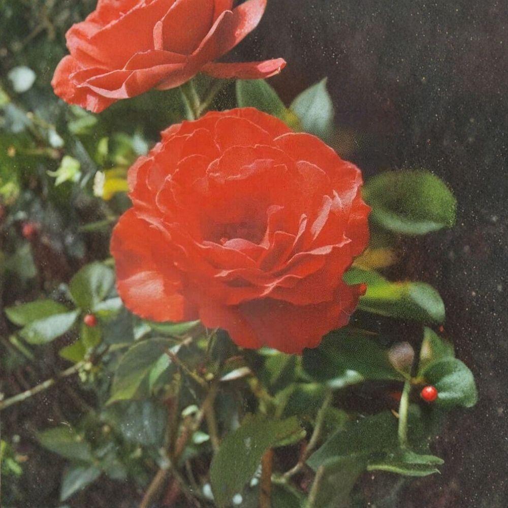 Impatient Floribunda Rose – Orange Red Live Bush Plant | 2 Gallon | Vibrant Blooming Shrub for Garden & Landscape