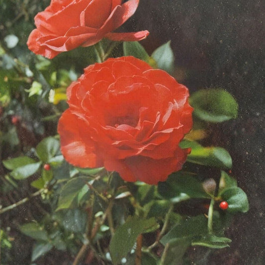 Impatient Floribunda Rose – Orange Red Live Bush Plant | 2 Gallon | Vibrant Blooming Shrub for Garden & Landscape