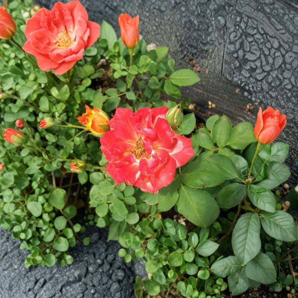 Pinata Rose Climbing Live Plant – Rosa, Yellow-Orange Blooms, 2 Gallon Garden & Landscape Friendly