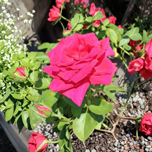 Hybrid Tea Rose Plant – Deep Pink Live Bush, 1 Gallon, Large Bloom Landscape Rose, Easy to Grow, Root Ball Included