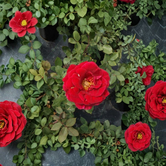 Mr. Lincoln Rose – Rosa Hybrid Tea Live Plant, 3 Gallon, Deep Red Fragrant Blooms, Garden & Landscape Friendly