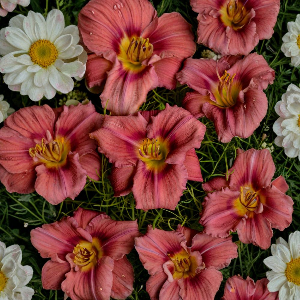 Daylily Bare Root Plants – 'Rosy Returns' Pink Everblooming Fragrant Perennial Hemerocallis