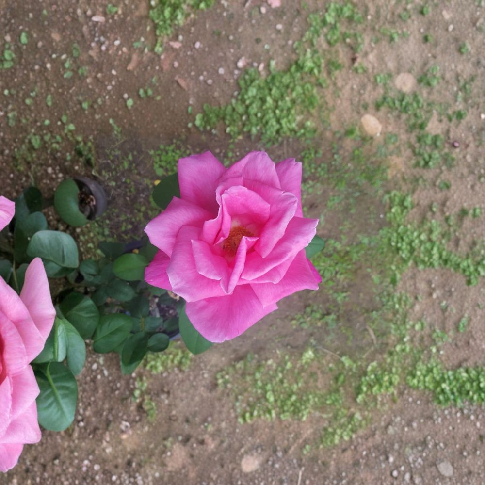 Perfume Delight Hybrid Tea Rose – Pink Live Bush Plant, Fragrant Garden Rose, 1 Gallon Size, Easy to Grow, Root Ball Included