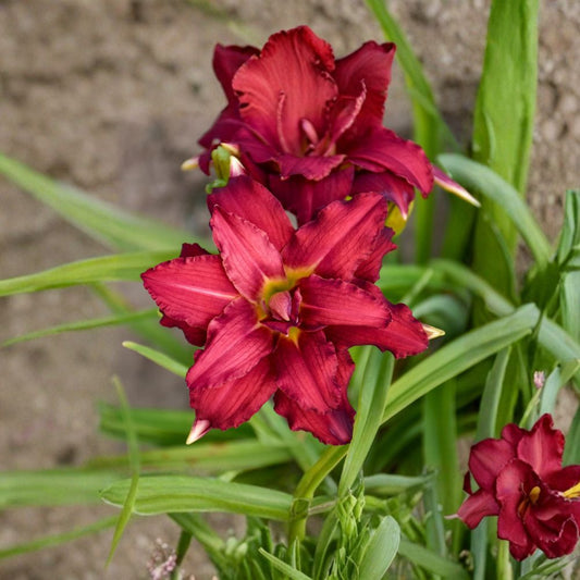 Hemerocallis 'Double Pardon Me' Daylily – 3 Bare Root Plants, Double Red Blooms, Hardy Perennial Flower, Grade #1 Roots