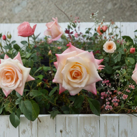 Peace Rose Live Plant – Rosa Hybrid Tea 1 Gallon, Yellow Pink Bloom, Garden & Landscape Friendly