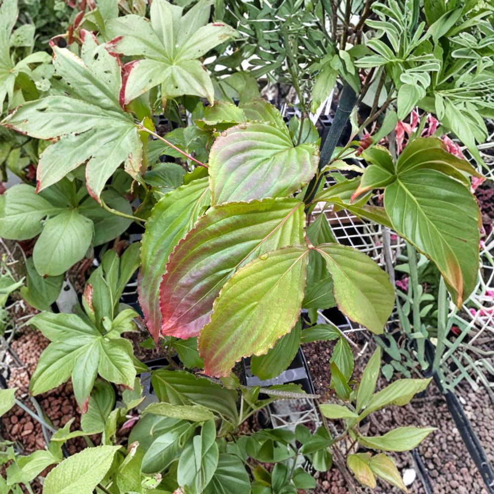 Cornus florida 'Beni Fuji' Dogwood Tree Live Plant – Ornamental Flowering Tree for Landscape, 12 Inches Tall, Graft Specimen