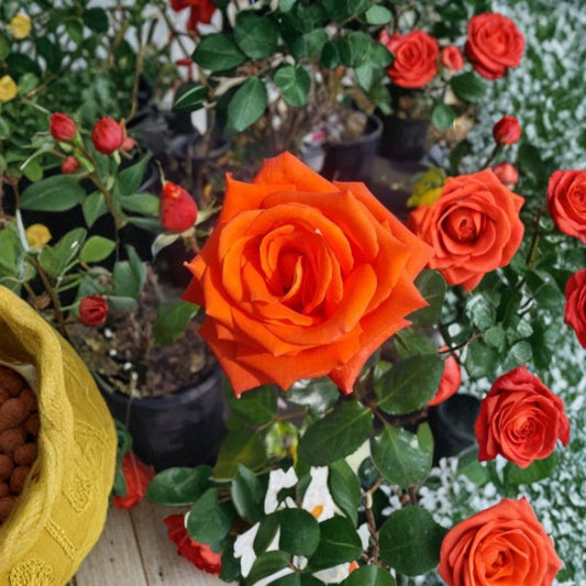 Marina Everblooming Floribunda Rose – Salmon Orange Live Bush Plant | 3 Gallon Garden Rose with Root Ball