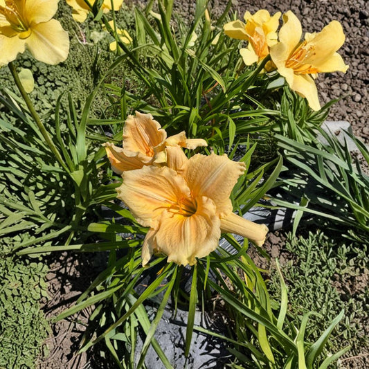 Hemerocallis 'Bridal Bouquet' Daylily – 3 Bare Root Plants, Hardy Perennial Flower, Easy to Grow, Garden Favorite, Grade #1 Roots